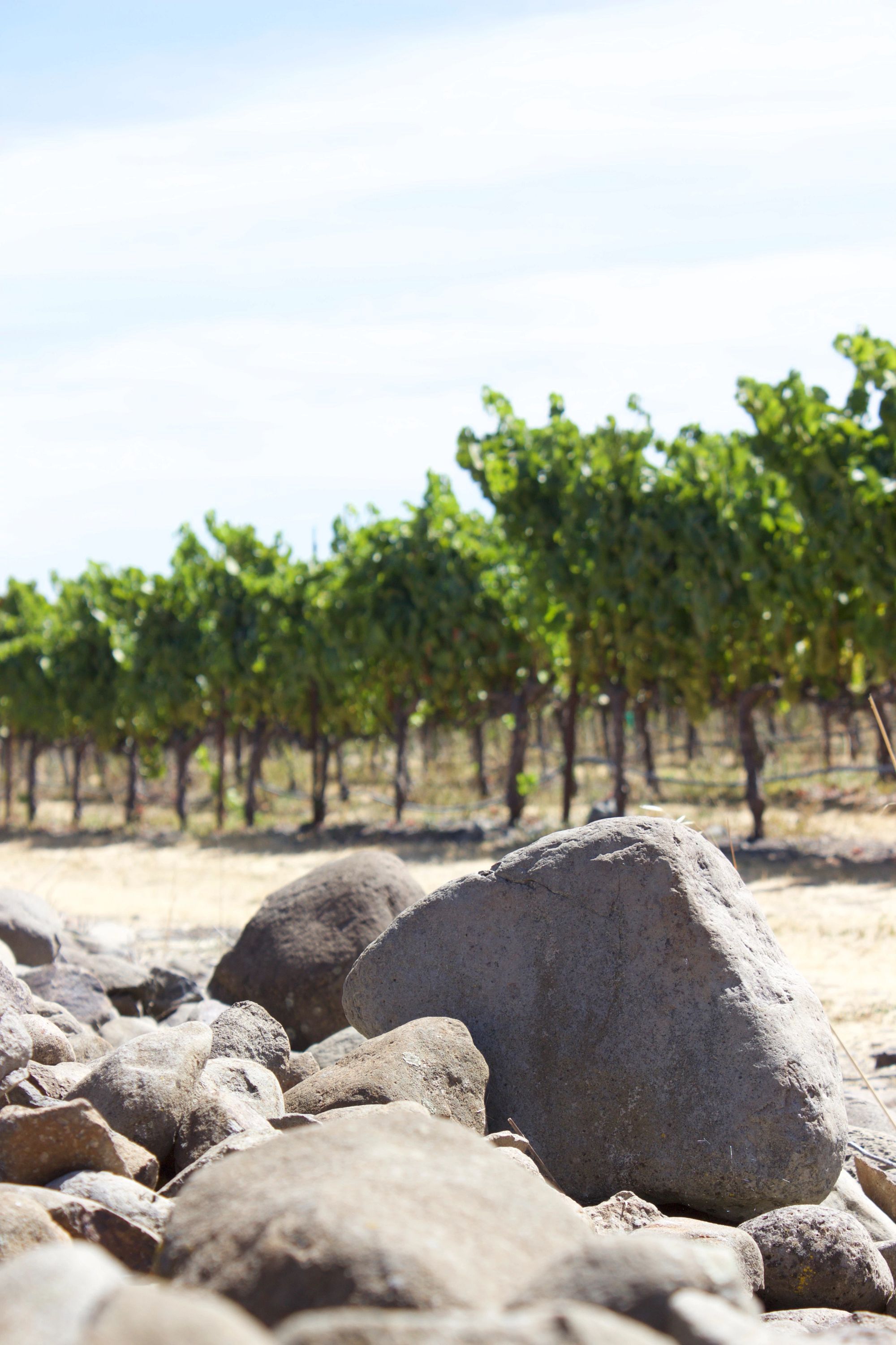 Stone Cote vineyard